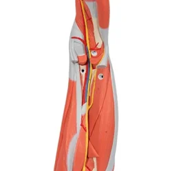 3B Scientific Muscular Leg Model 9-Part 3B Smart Anatomy