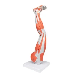 3B Scientific Muscular Leg Model 9-Part 3B Smart Anatomy