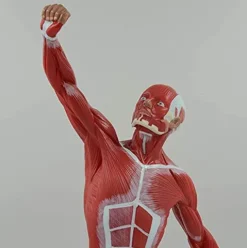 DACUDA 20″ Human Muscle Anatomy Model