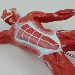 DACUDA 20″ Human Muscle Anatomy Model