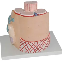 DACUDA Anatomy Model Skeletal Muscle Fiber Microanatomic (A)