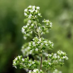 Everwilde Farms Organic Greek Oregano Herb Seeds – 1 Lb Gold Vault Packet