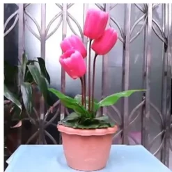 GOWE Regeneration Tulip Magic Trick Classic Toy