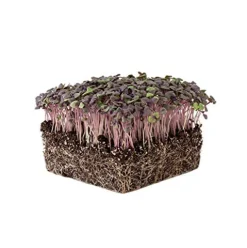Mountain Valley Seed Company Organic Basil Herb Garden Seeds Red Rubin 5 Lb Bulk Non-GMO