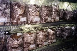 MushroomMediaOnline Unicorn Bag 10T for Mushroom Growers 1000 Count Clear