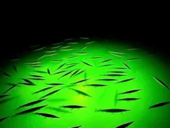 Underwater FishLight Extra Bright 250W Double Light Natural Green